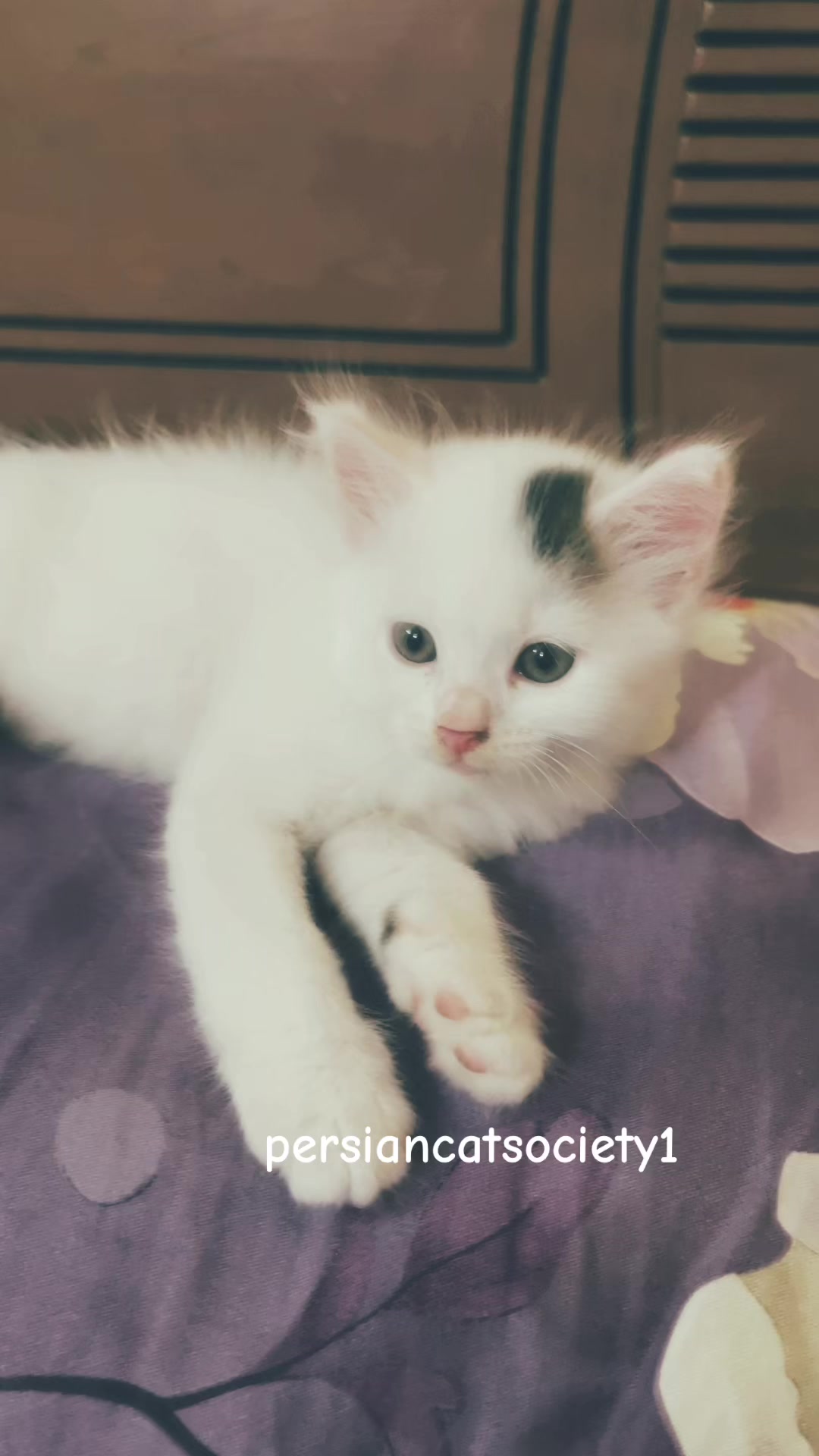 @Persian Cat Society❤️&zwj;🩹