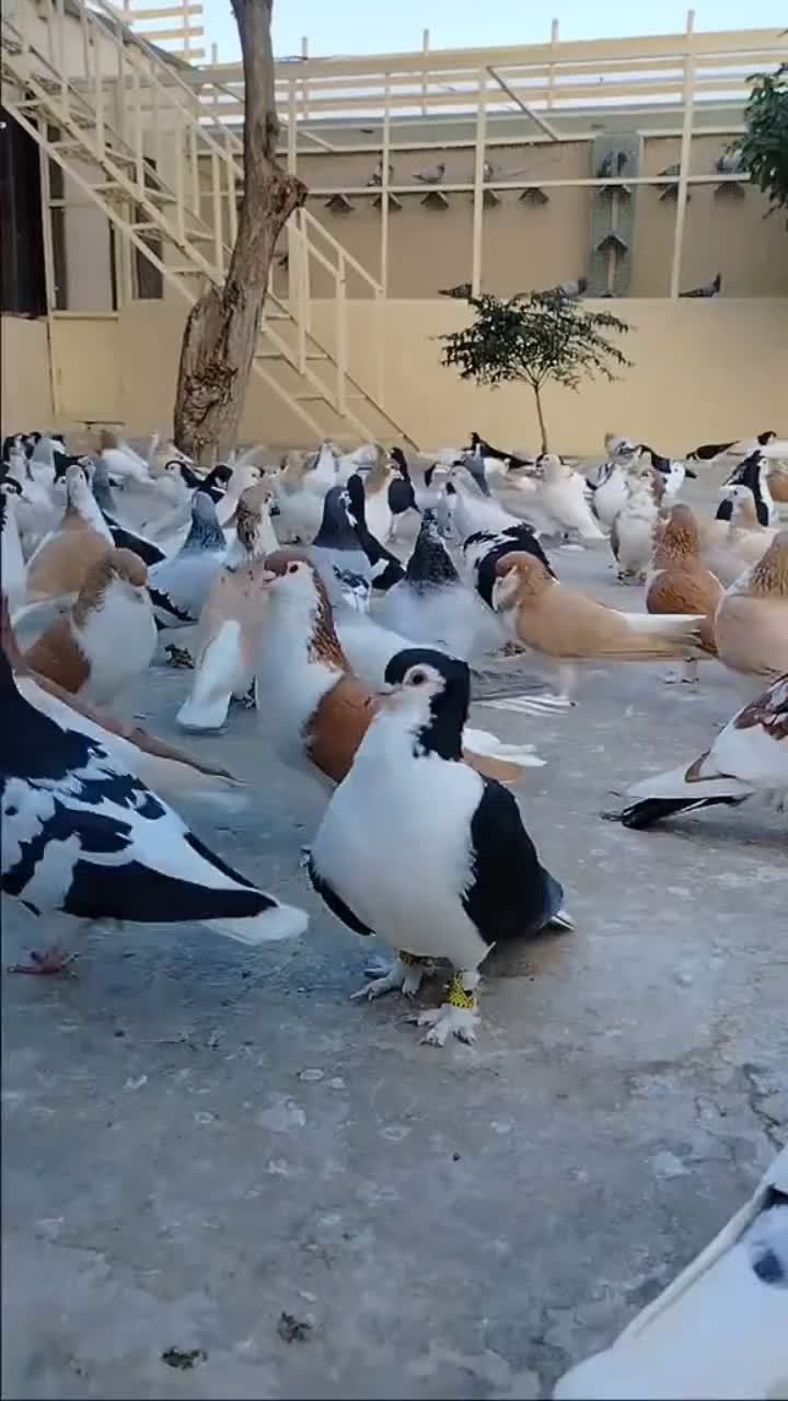 @waheedpegeonLoft