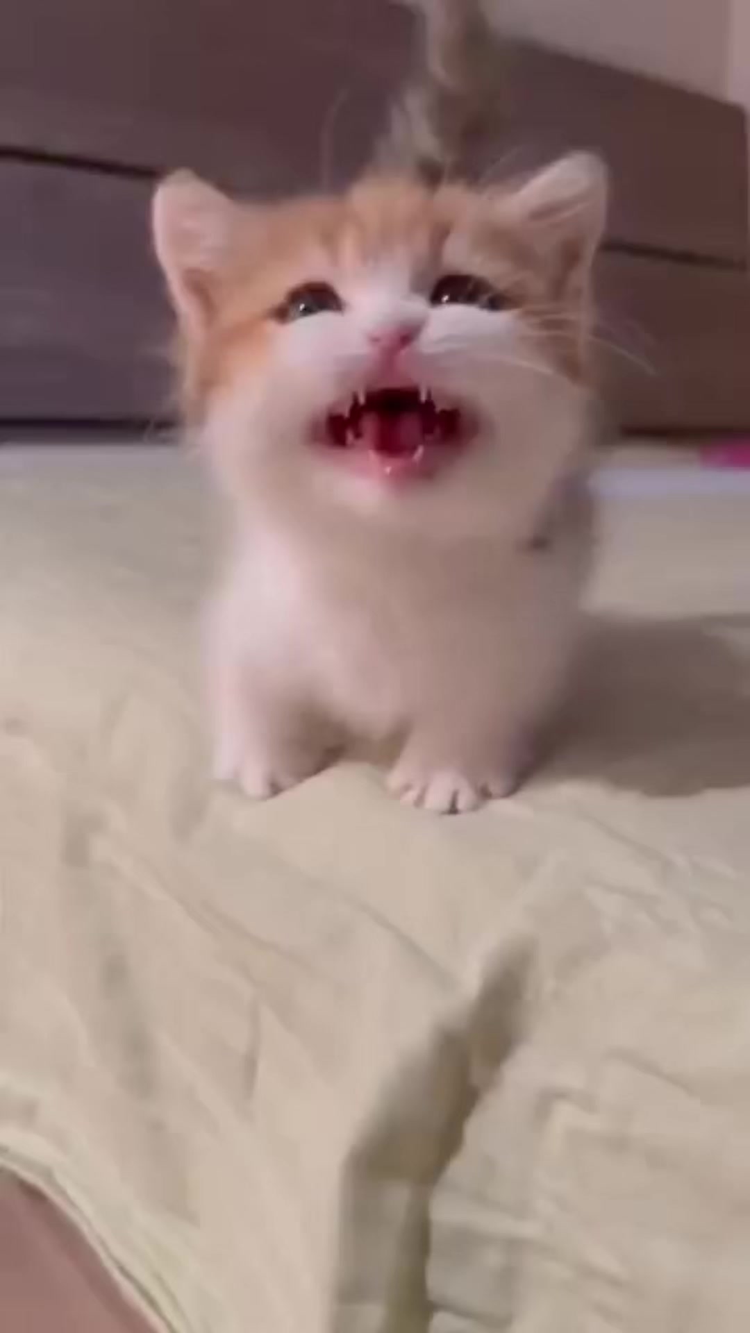 @UCHINOKOmohumohu