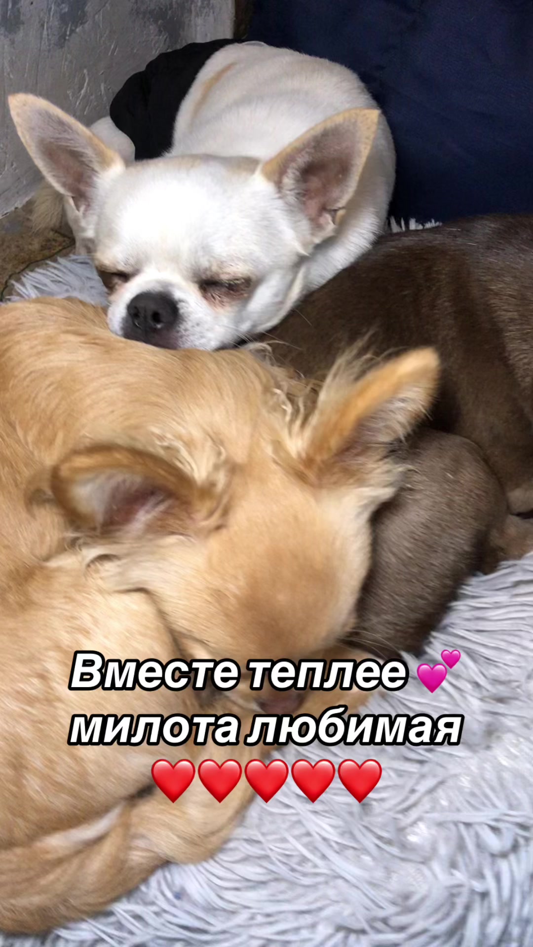 @dinastar_susan