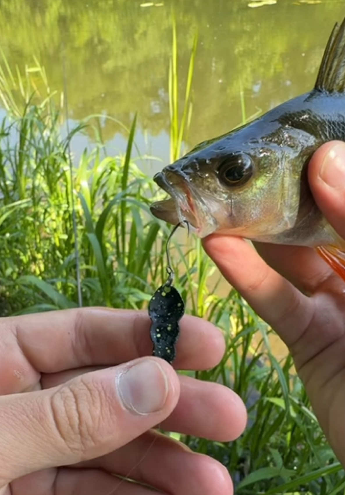 @𝗧𝗚.𝗗𝗬𝗫𝗙𝗜𝗦𝗛🎣