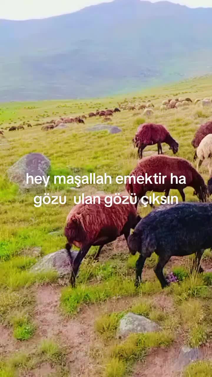 @7676767orhan