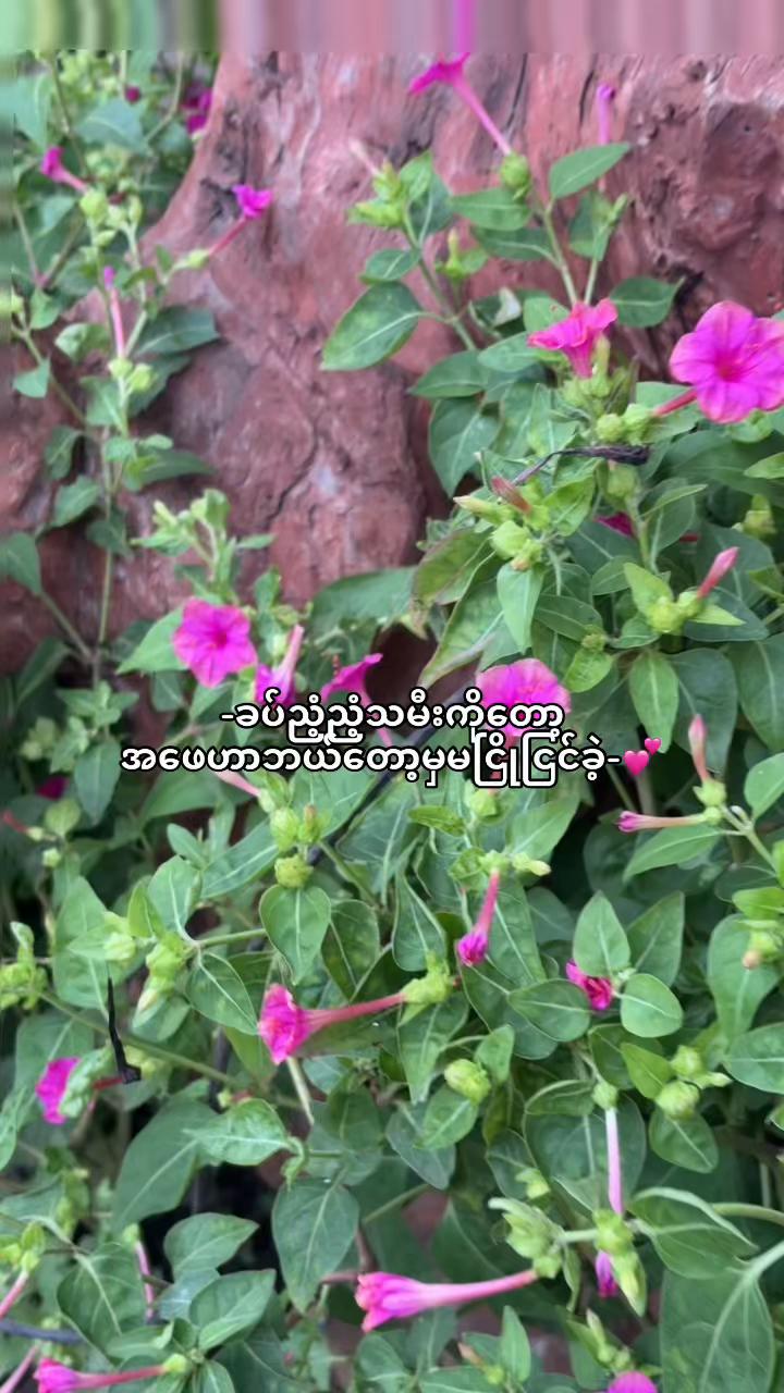 @Khin_ခင် 🦭