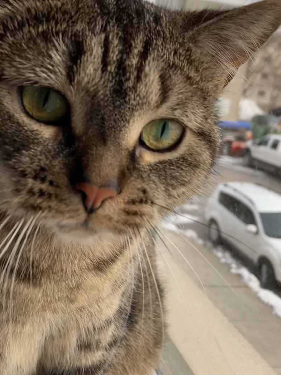 @Bellarda the cat