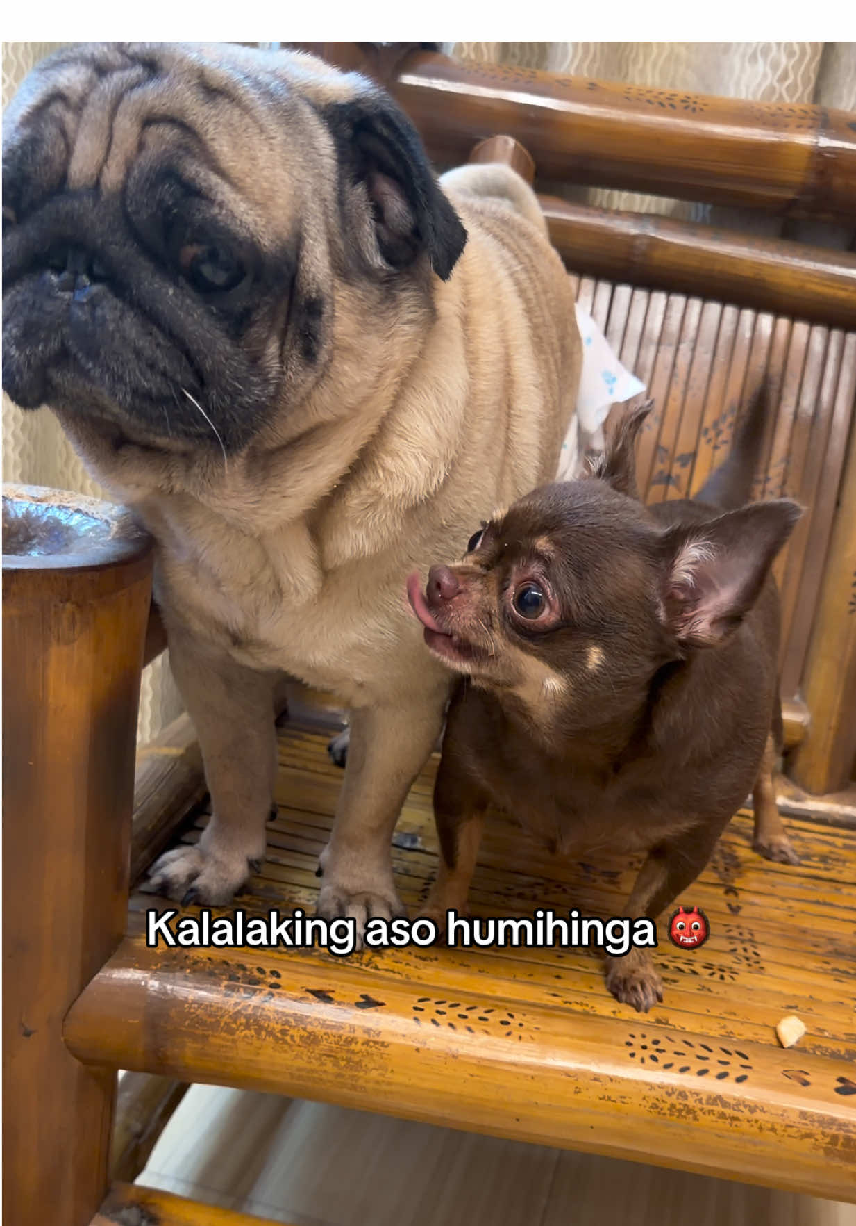 @Bambi