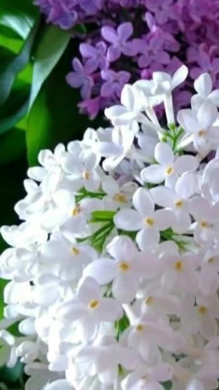 @❤️❤️❤️Laksia Aktar❤️❤️❤️