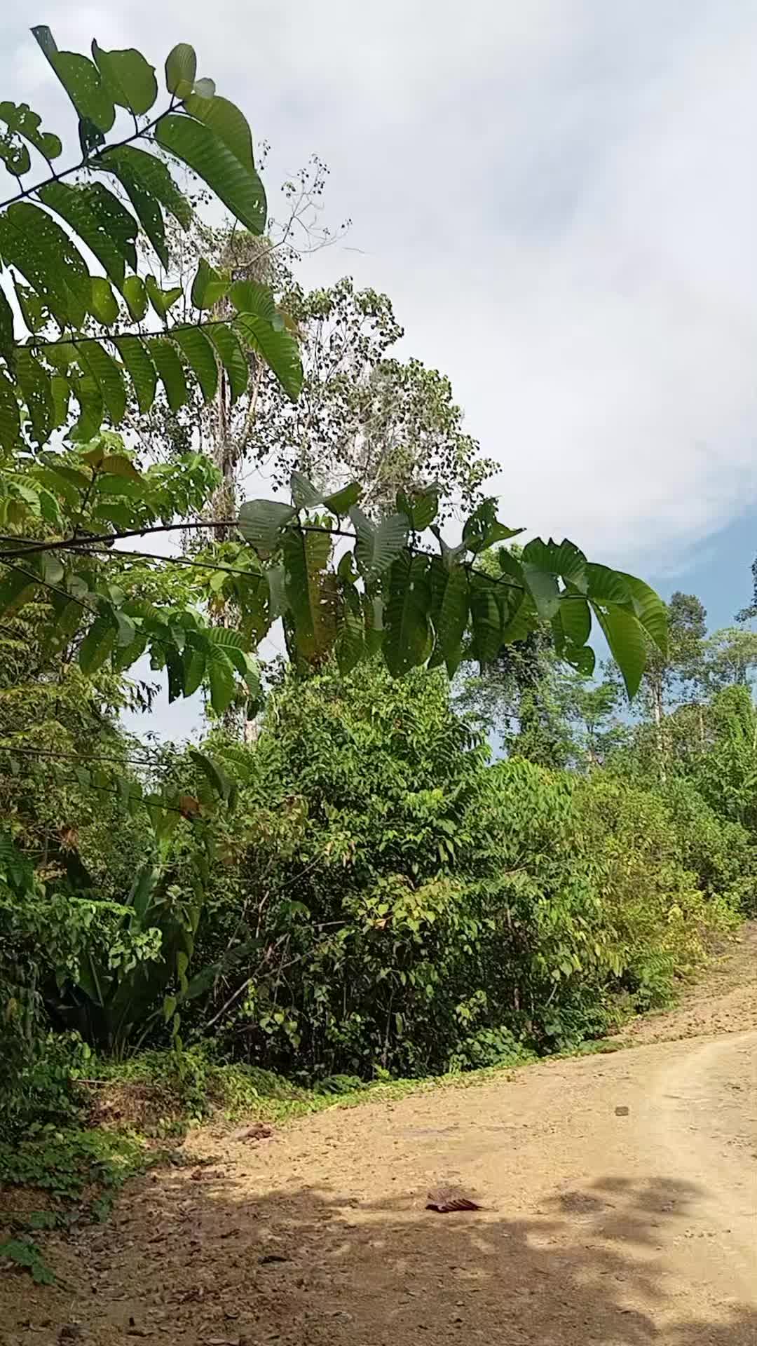 @Srindit kaltara 🦜