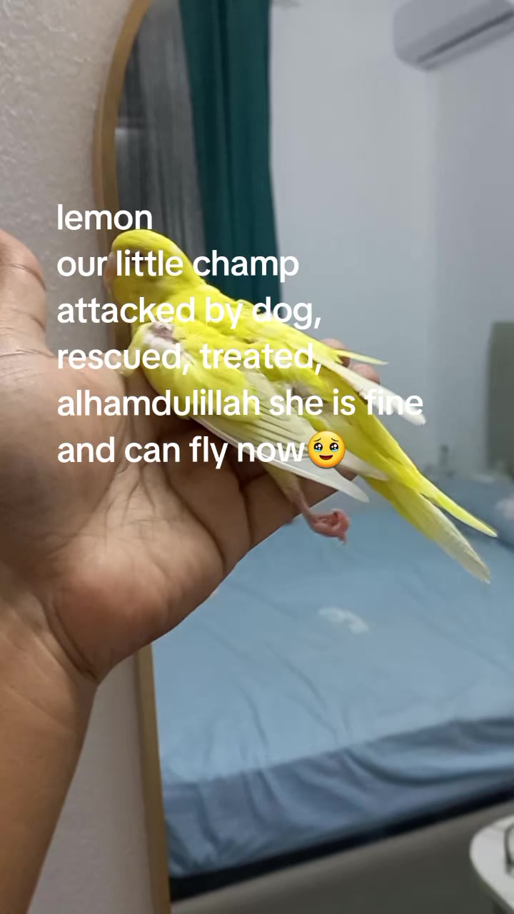 @Blissful Hayaati