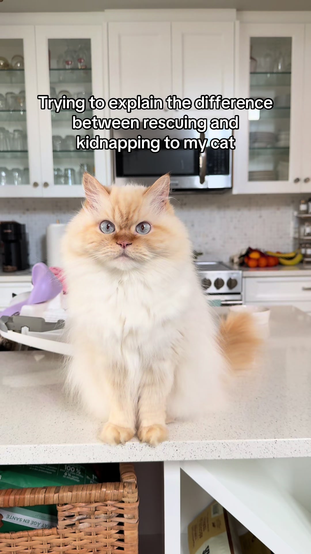 @Krista & Cats: BamBam & Bonnie