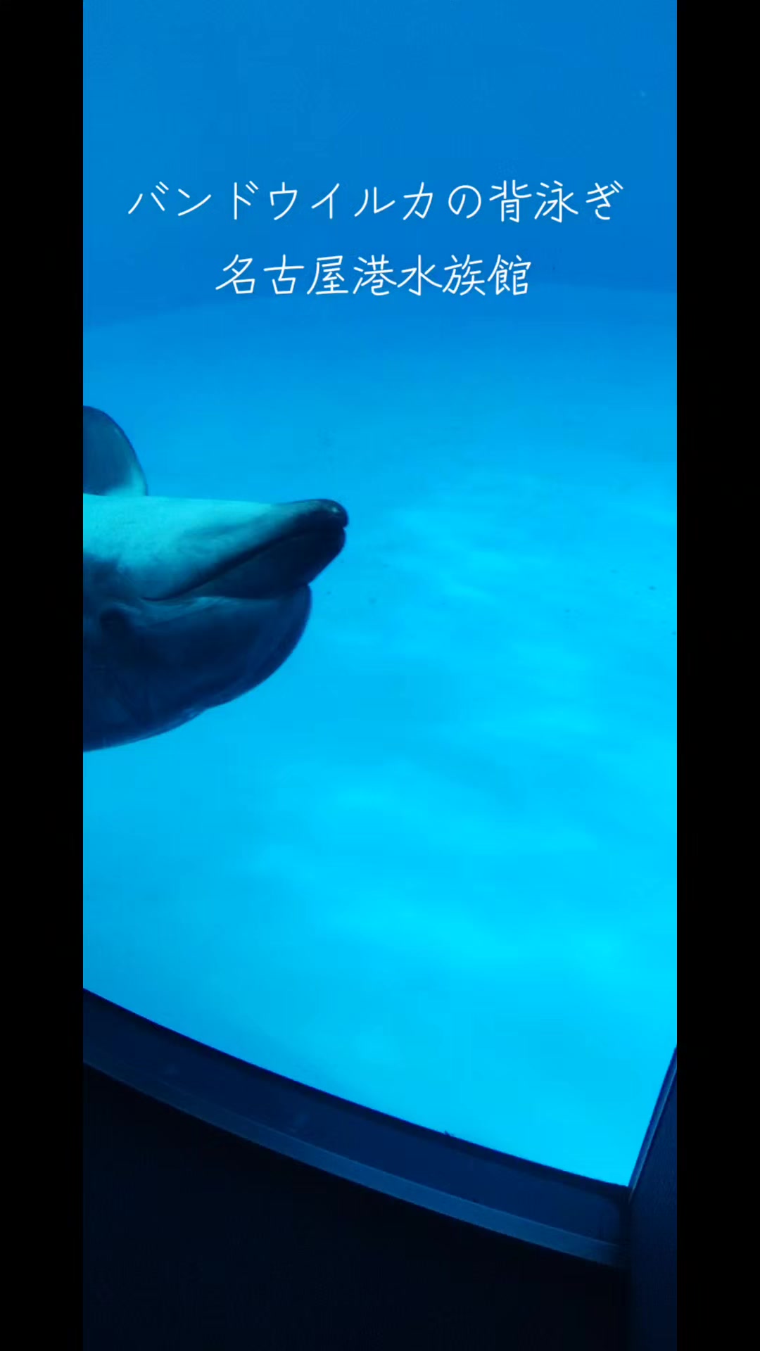 @ペーパートレーダー
