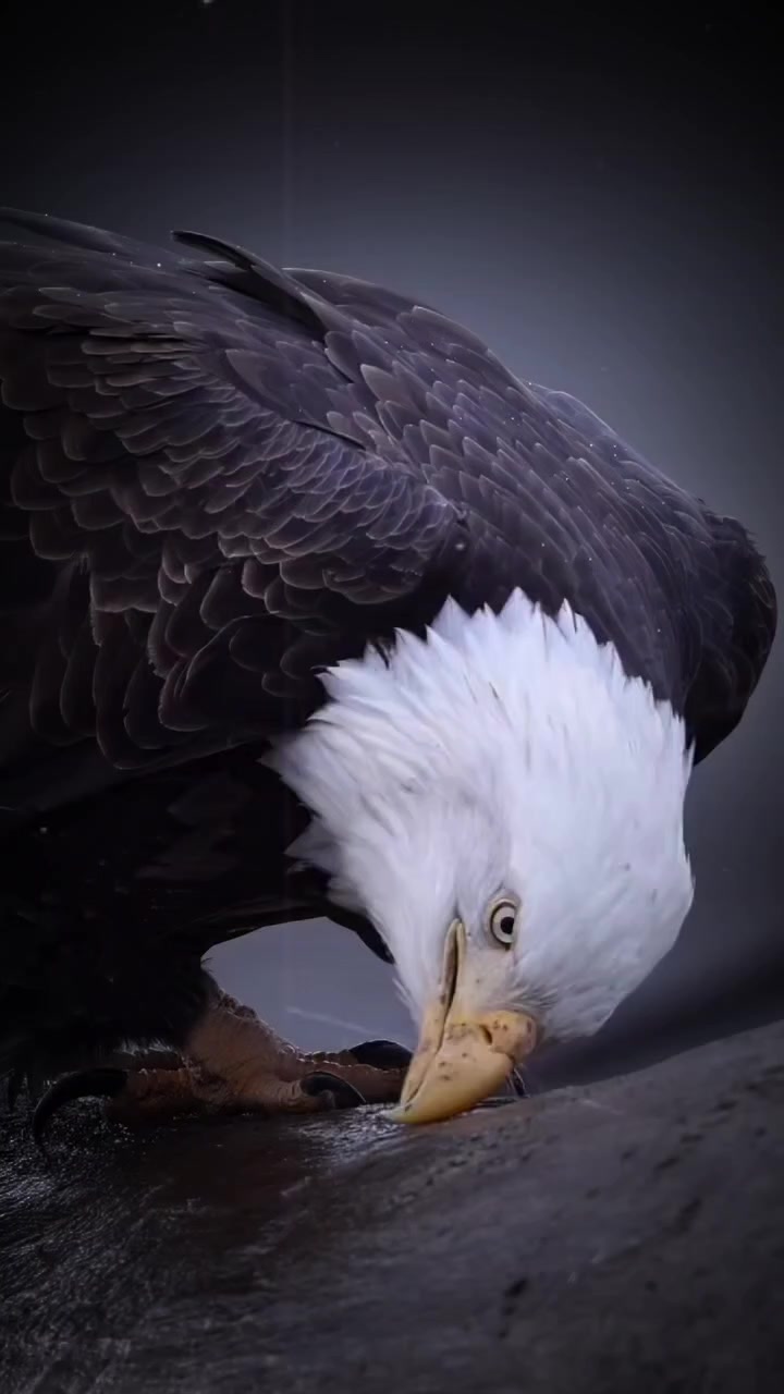 @🦅🦅🌞ANGEWL MOTIVADA🌞🦅🦅