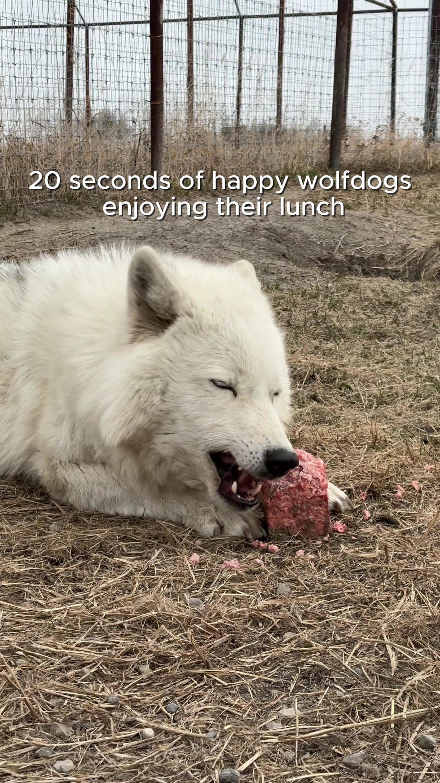 @Yamnuska Wolfdog Sanctuary