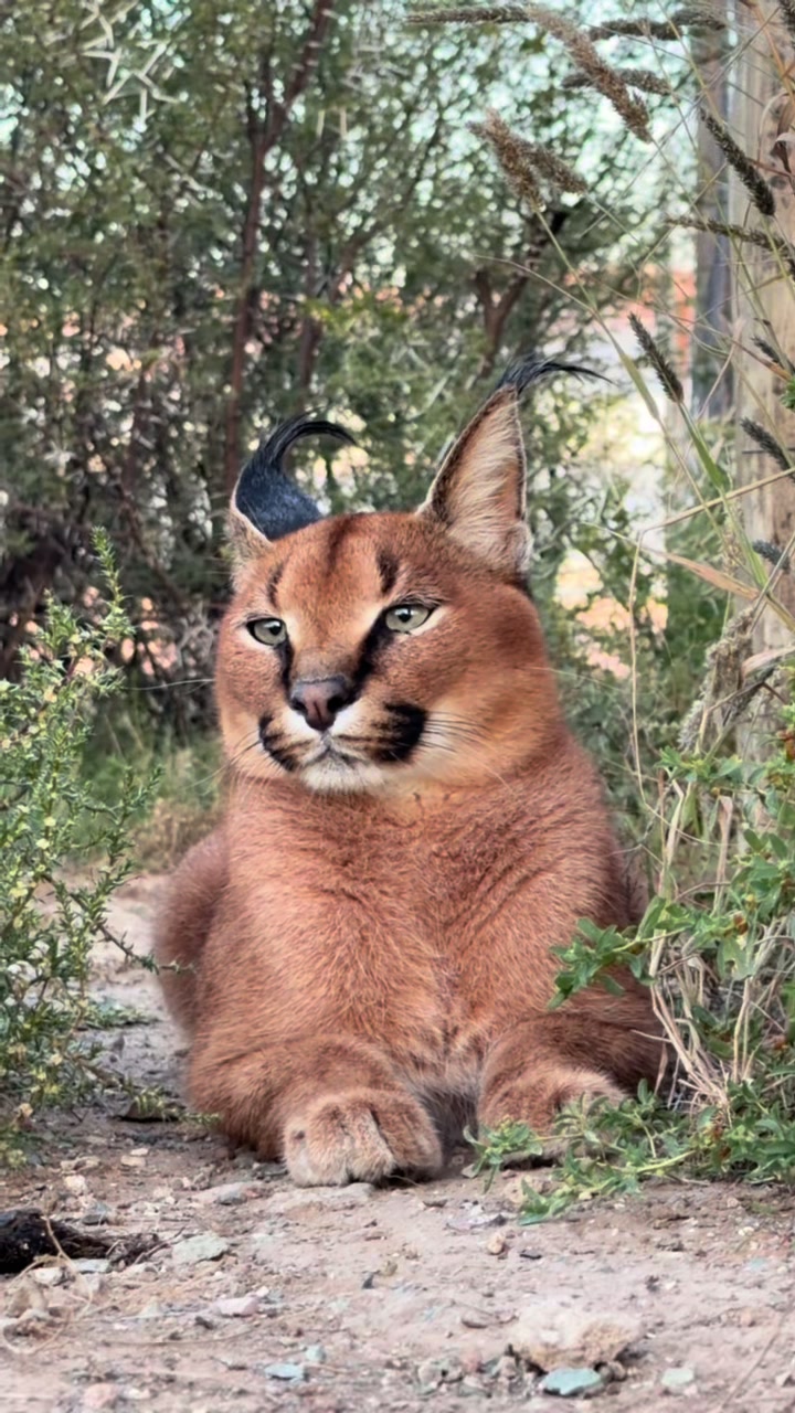 @Felidae Centre