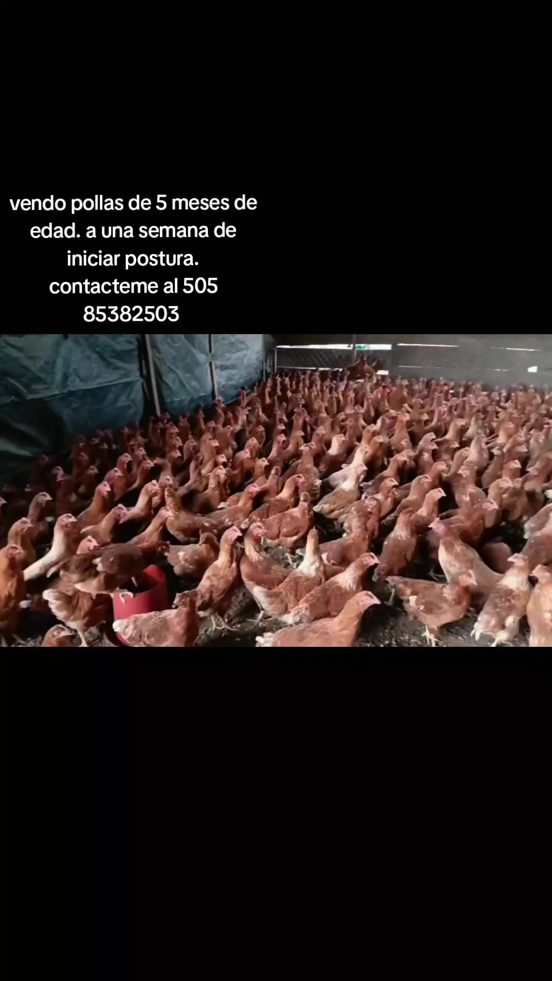 @Josseligurbina429