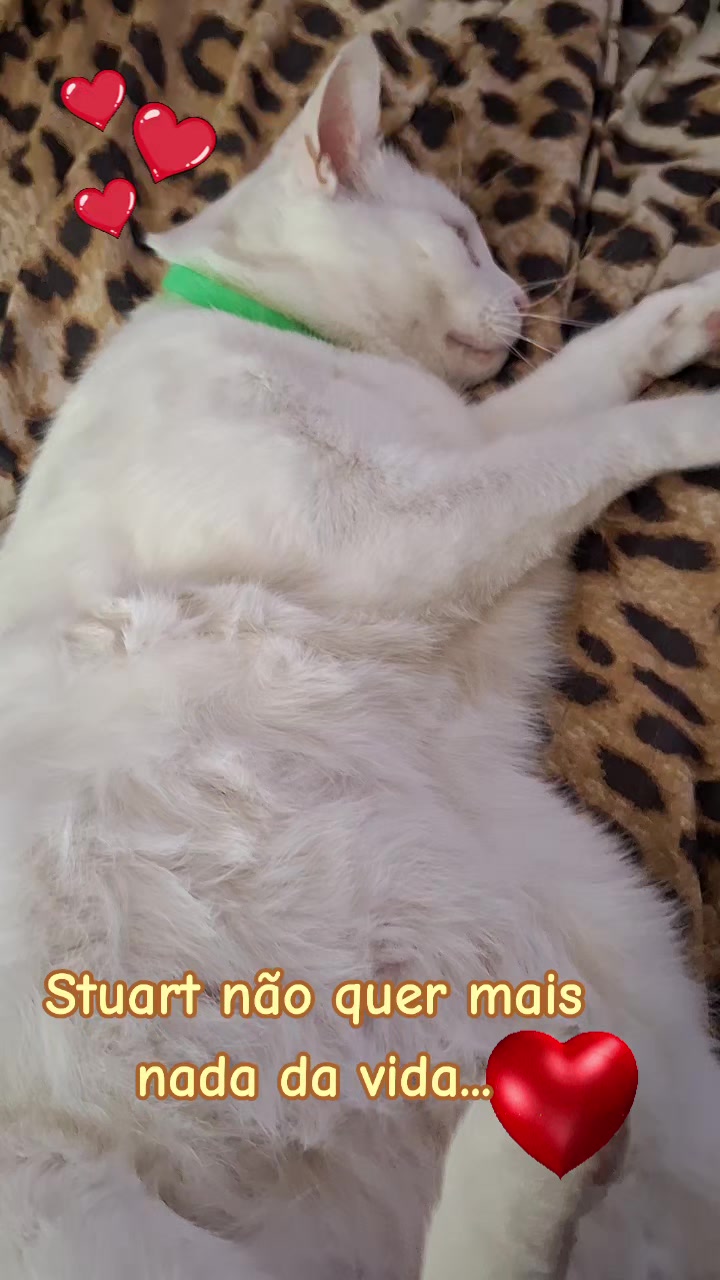 @MagdaAmoAnimais😾🐶🕊