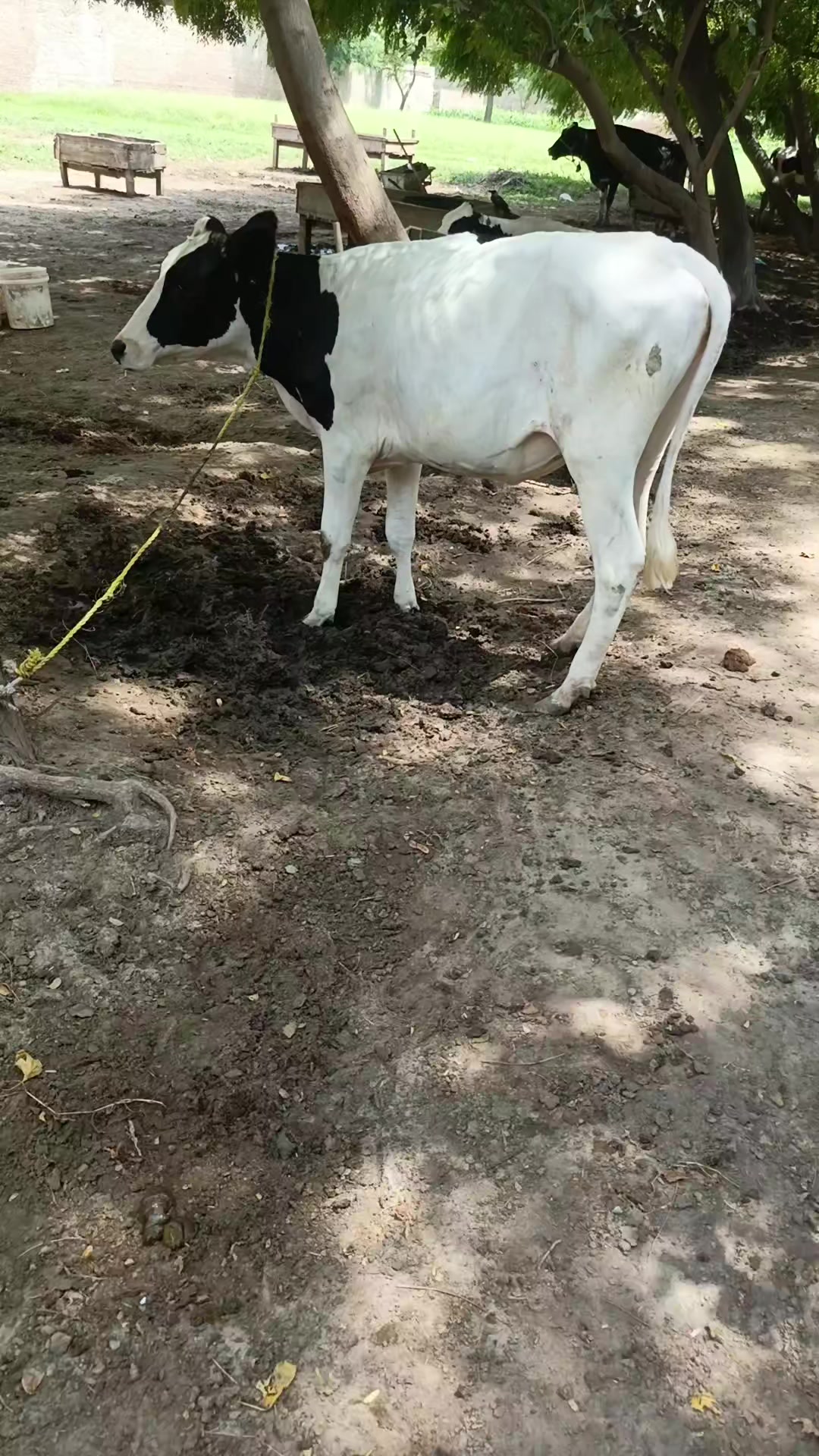 @Usmandairyfarmlayyah