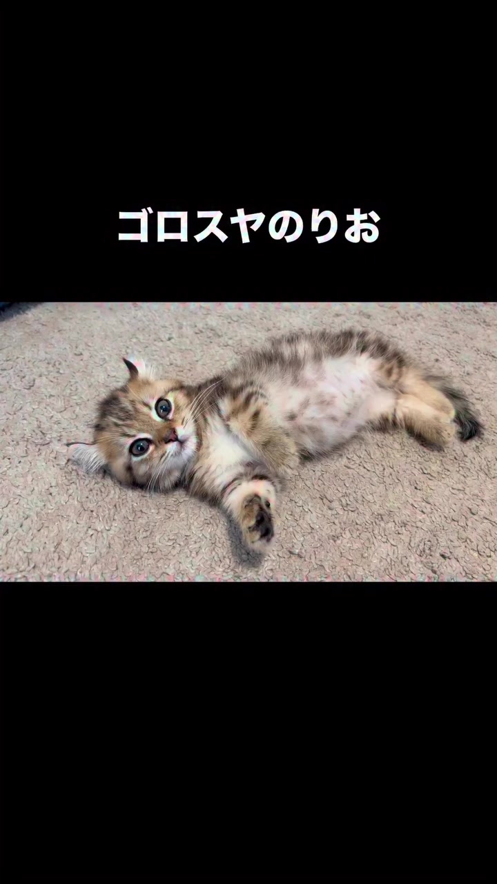 @のりおのTikTok