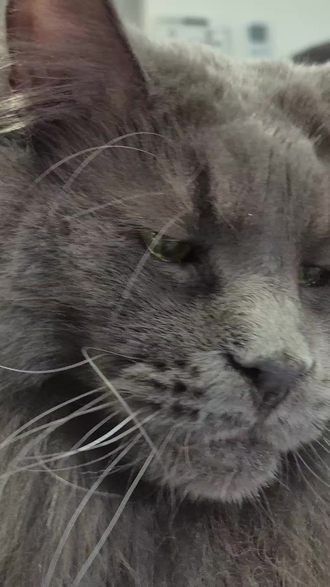 @Ragnar the Maine Coon 🐈