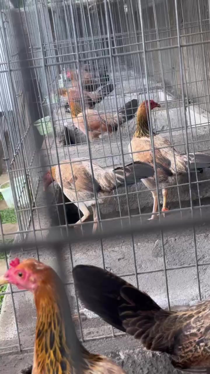 @NICK GAMEFARM