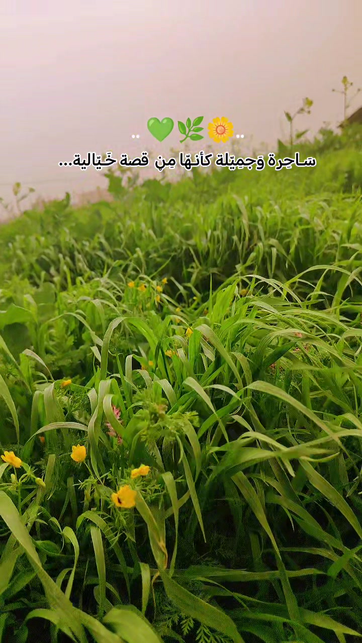 @𝑩𝒂𝒖𝒕𝒕𝒆𝒓𝒇𝒍𝒚ꨄ︎