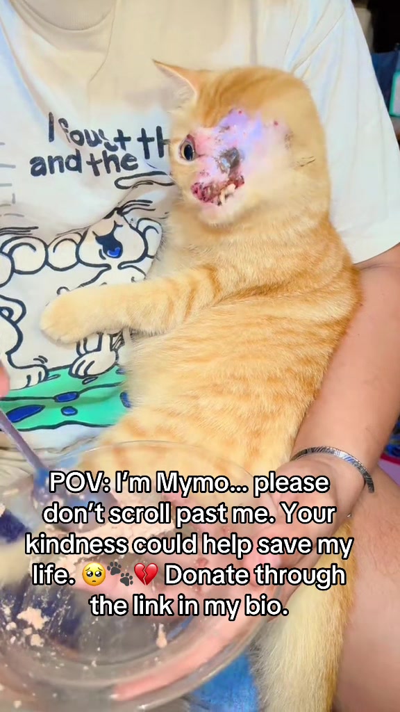 @Pamela rescue cats