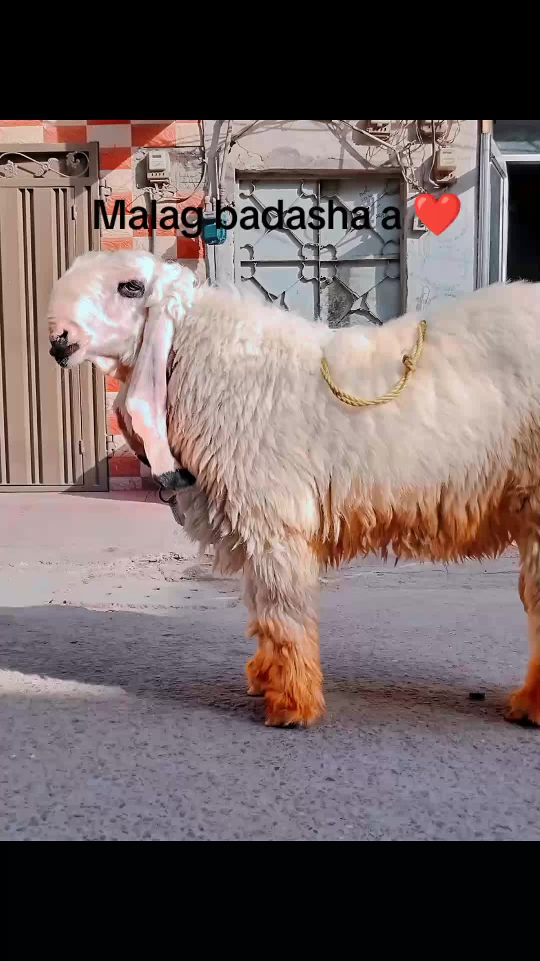 @Waleed Rajput