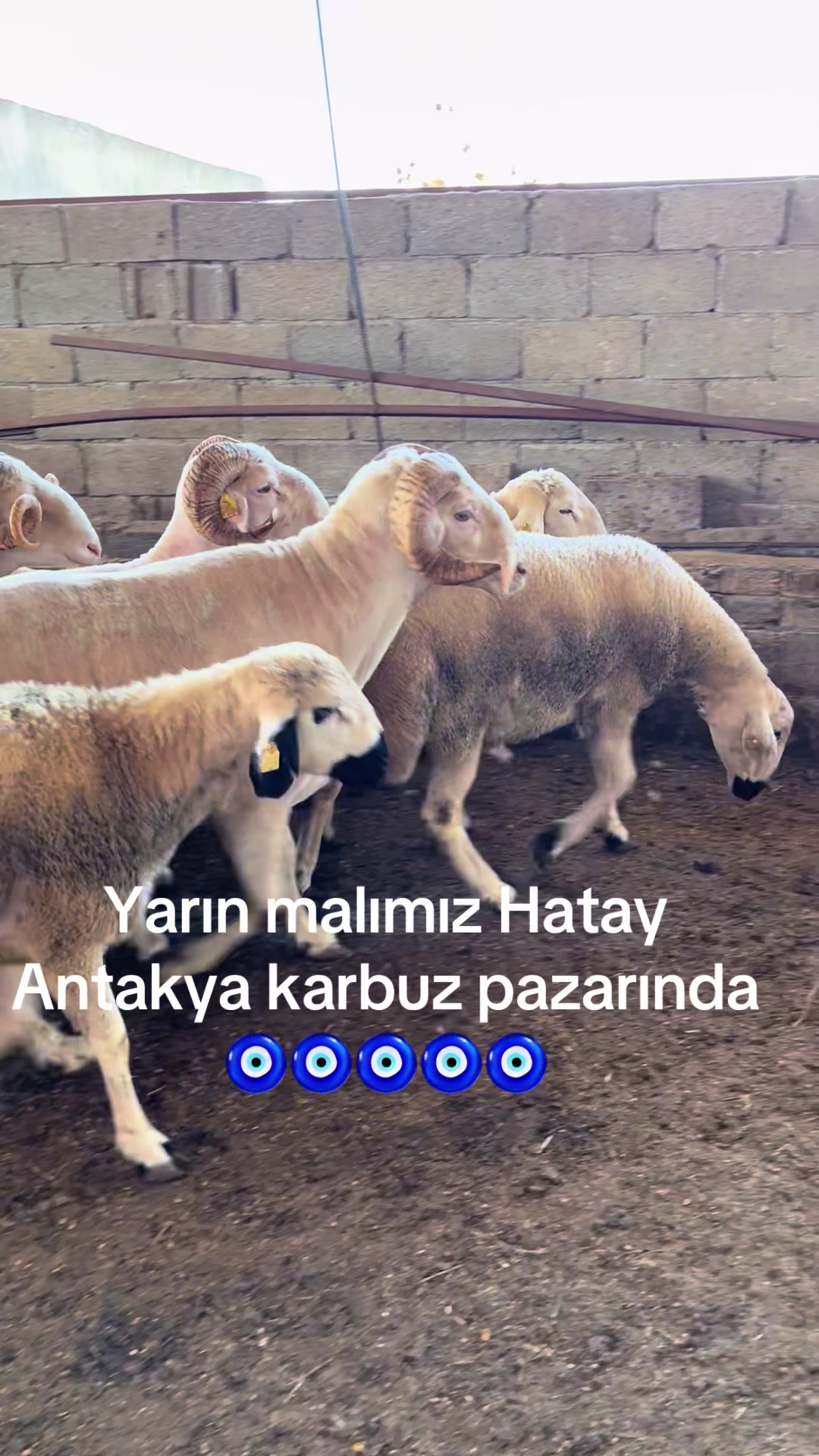 @Hatay canlı hayvan pazarı ✅✅✅