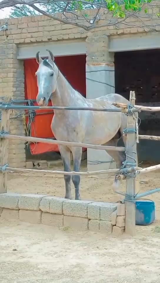 @RAJA SAQIB ALI SAQI