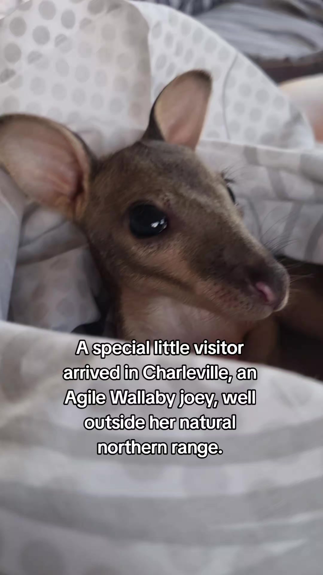 @SM Wildlife
