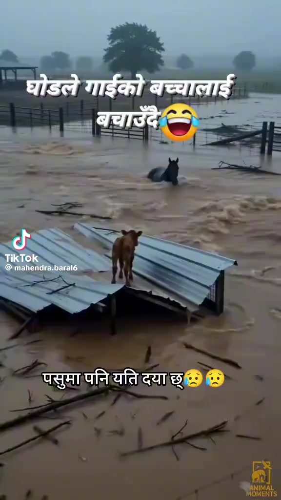 @Laxmi Bhujel