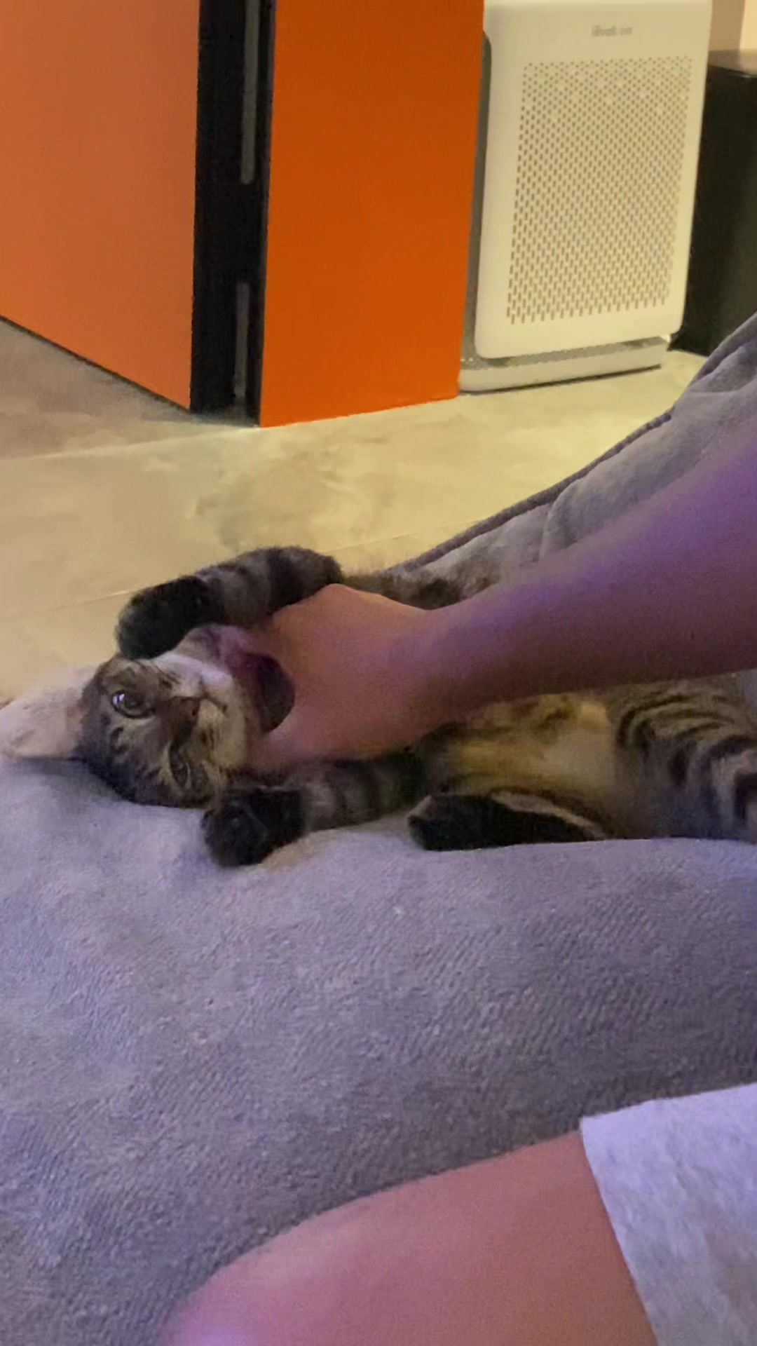 @OnePurrCuddle