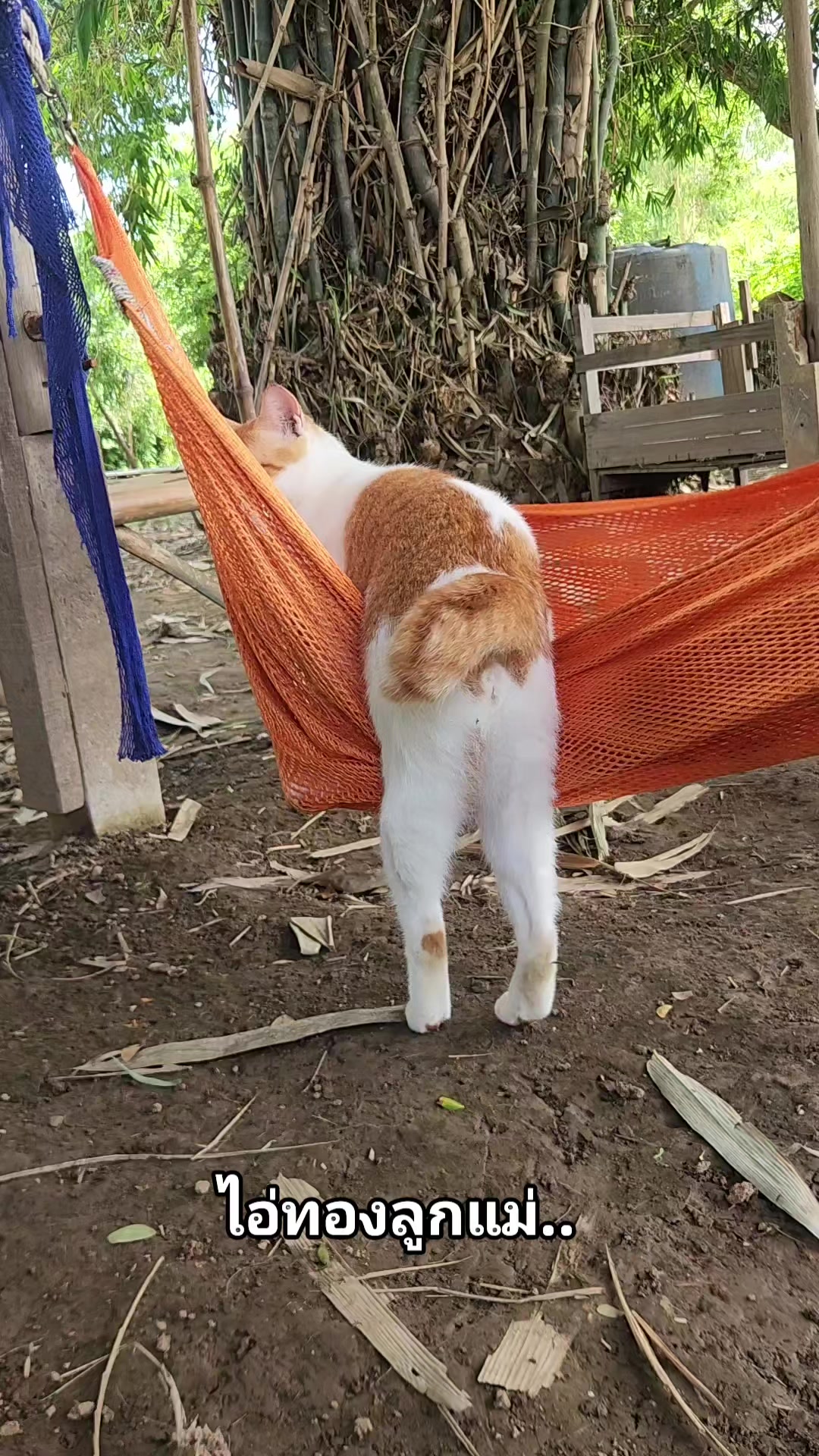 @แป๊ปซี่แมวของฉัน(ช่องใหม่),2