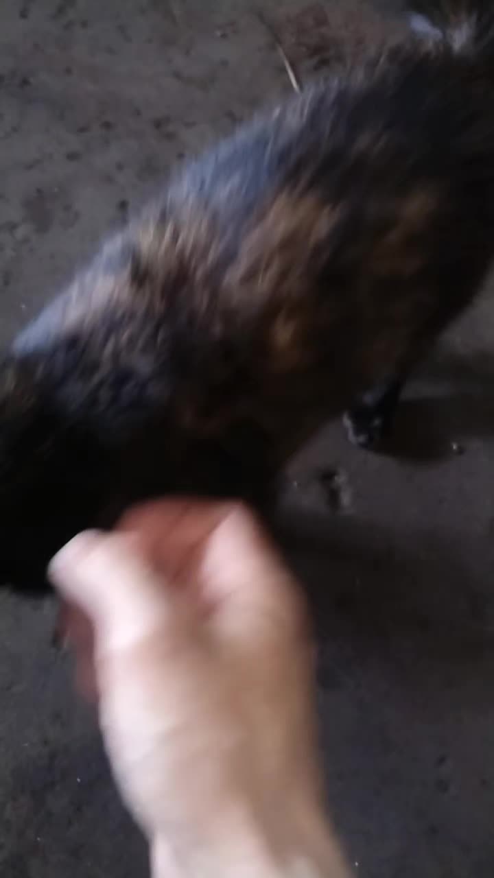 @⛓️極致⛓️断弦喵👅🐈&zwj;⬛