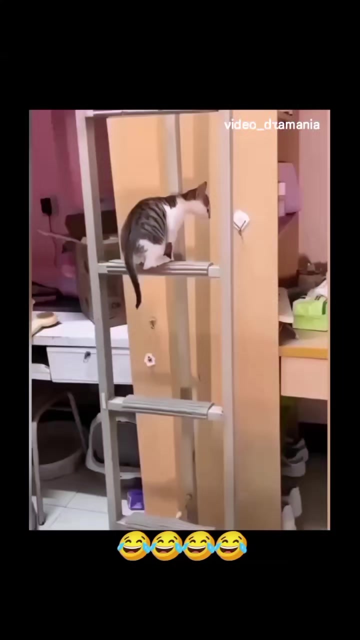 @Vova_Prime