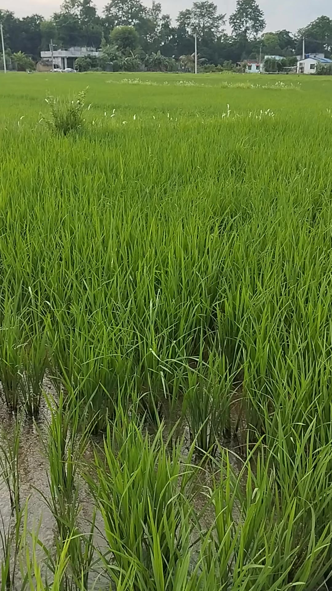 @Chandra karki