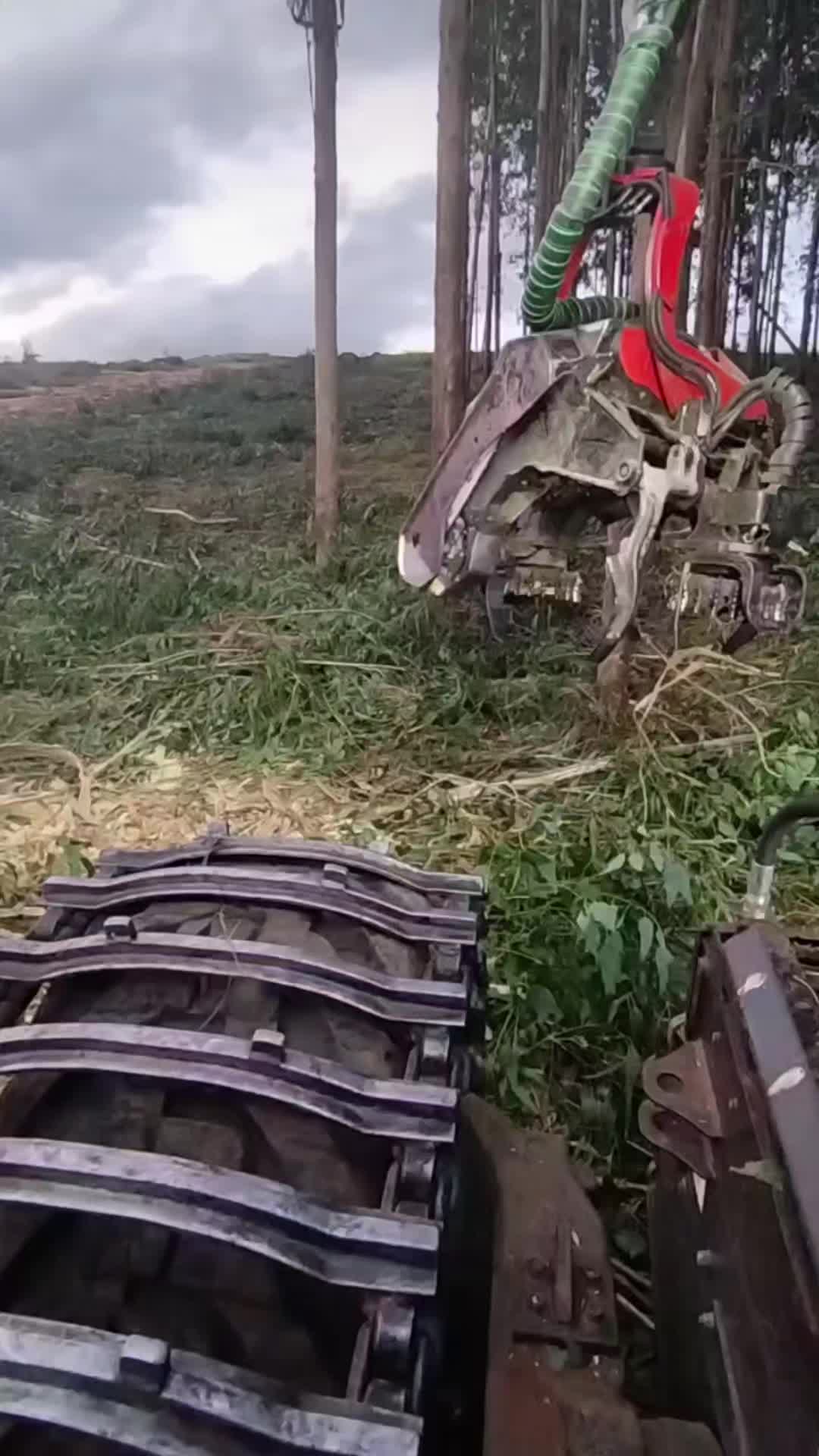 @🌲MAIKY_ROMÃO🌲