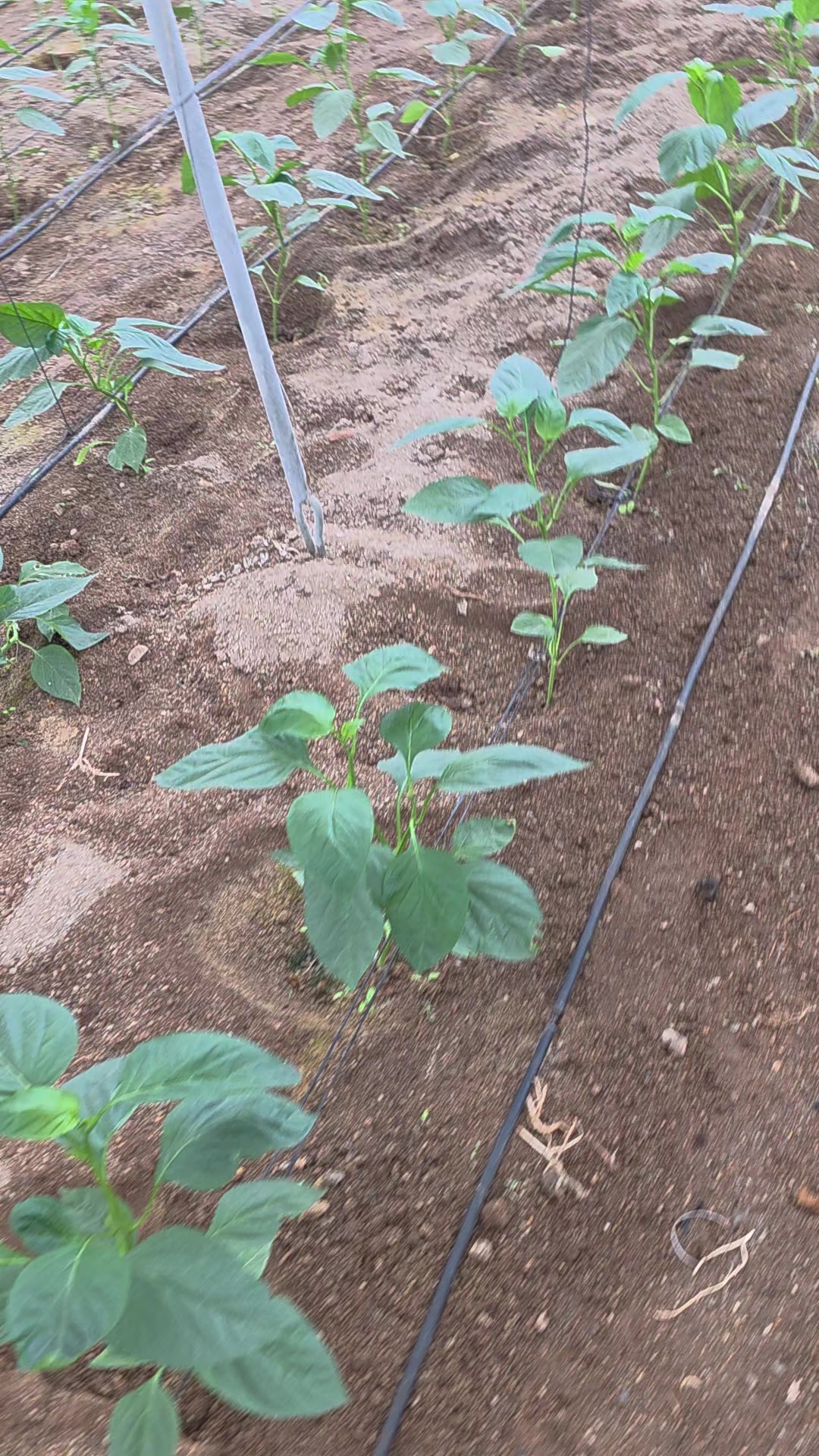 @El Extensionista del Agro