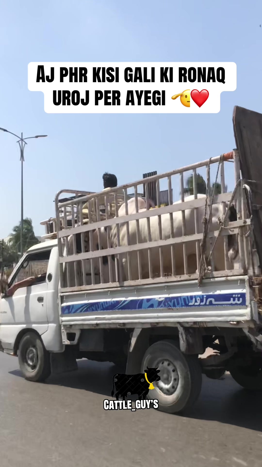 @Cattle_Guy’s