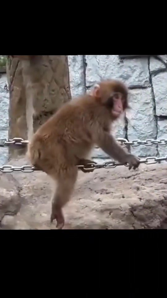 @✨パンチ🐵PUNCH👊✨