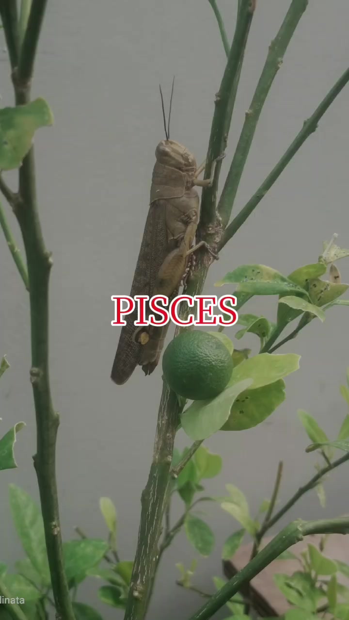 @♓PISCES MARET♓