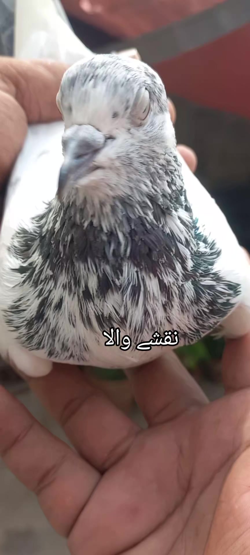 @Ranakasuripigeon