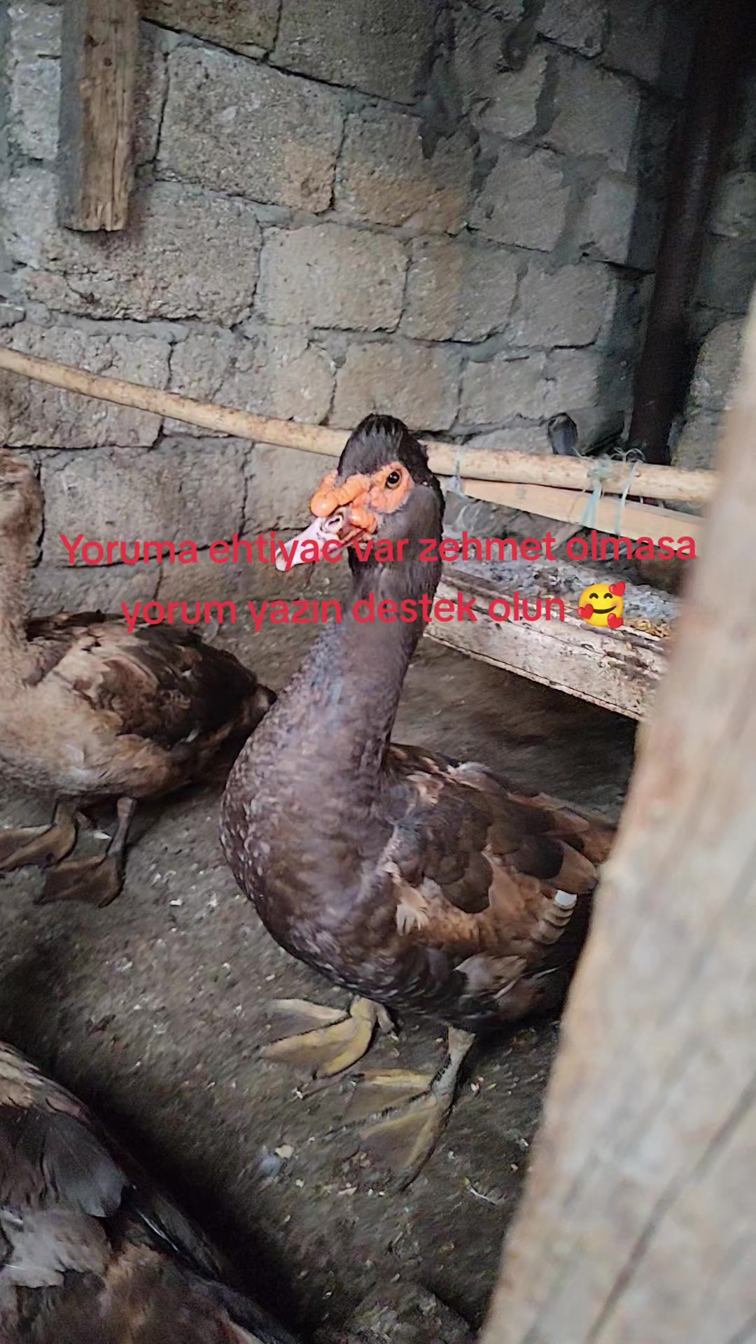 @MAŞTAĞA_QUŞCULUĞ