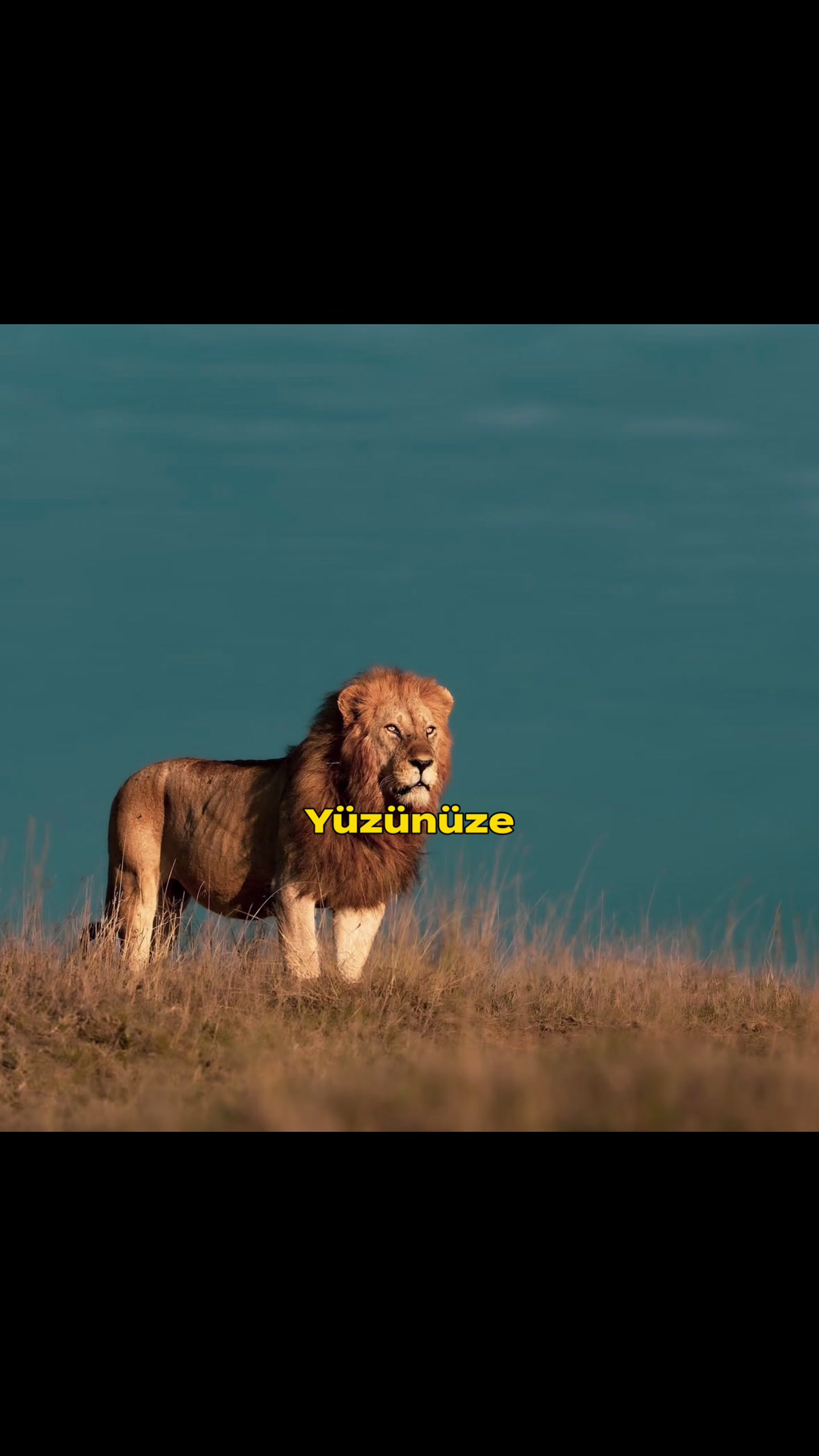 @dzcy36
