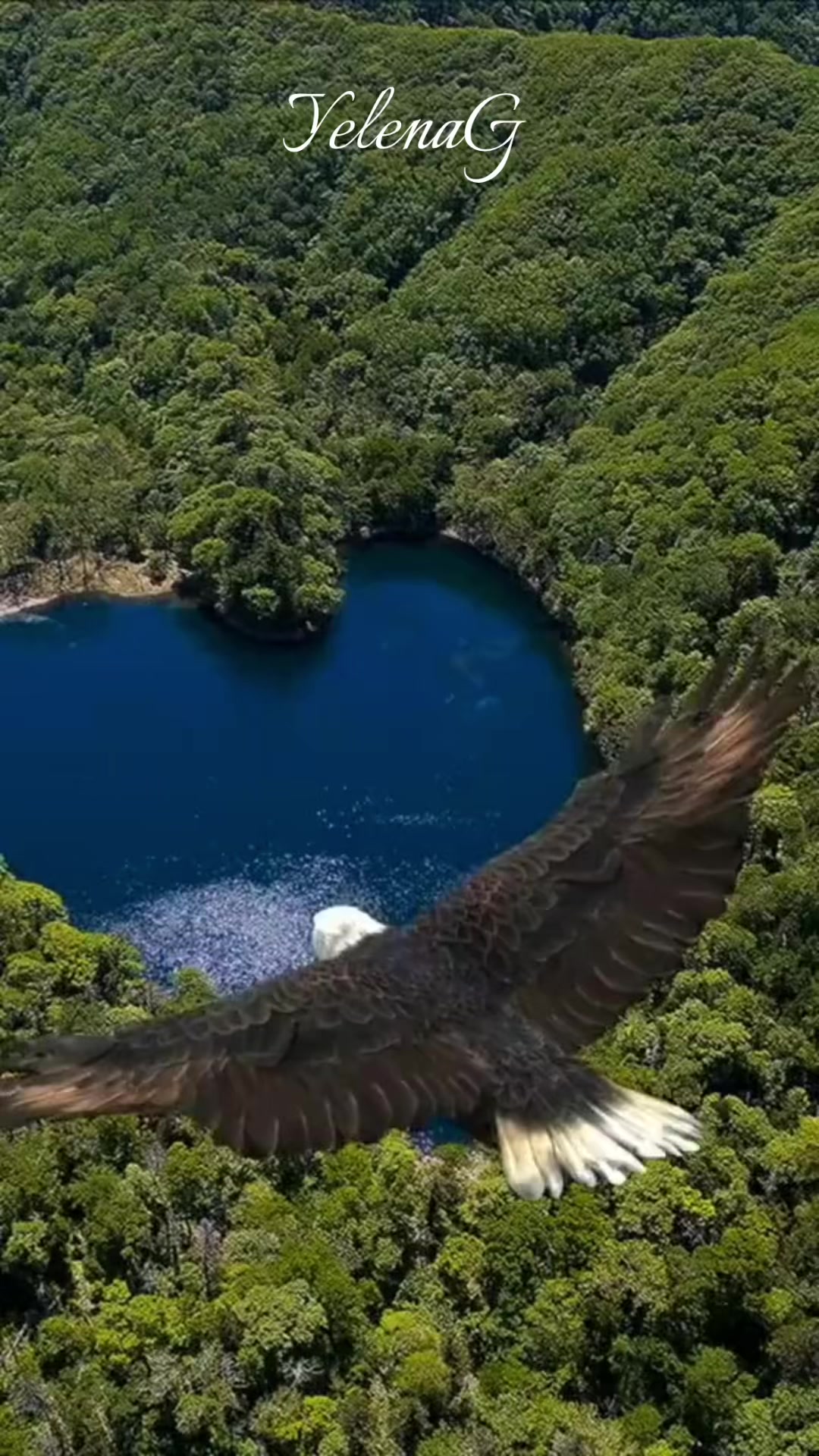 @🕊️❤️🕊️