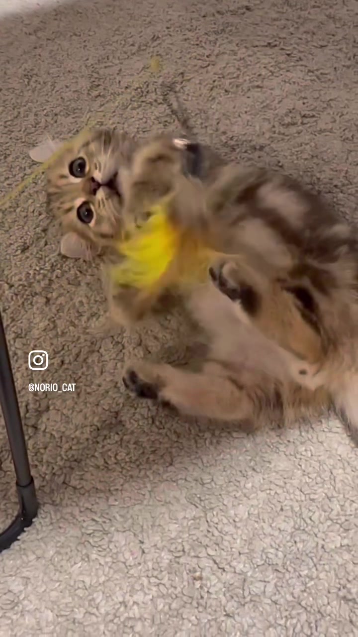 @のりおのTikTok