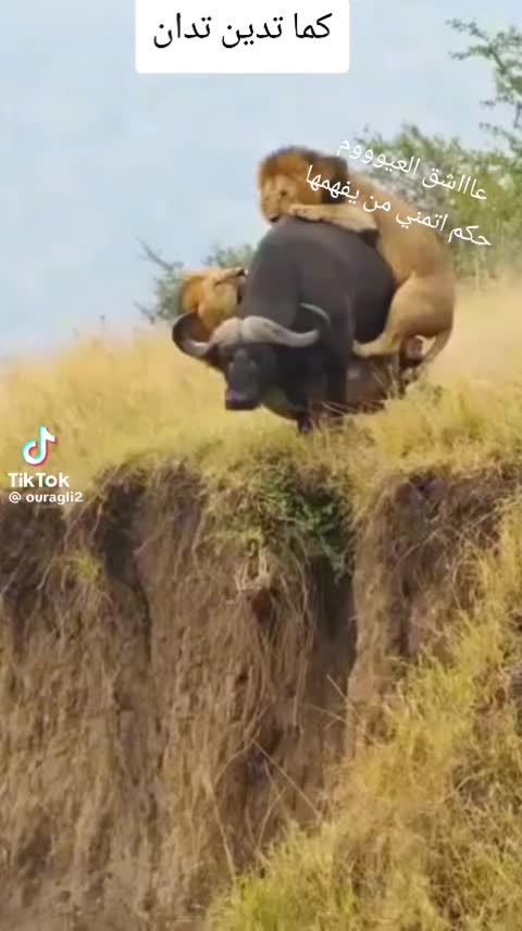 @عٌأّأّأّأشٍقِ أّلَعٌيِّوِوِوِن