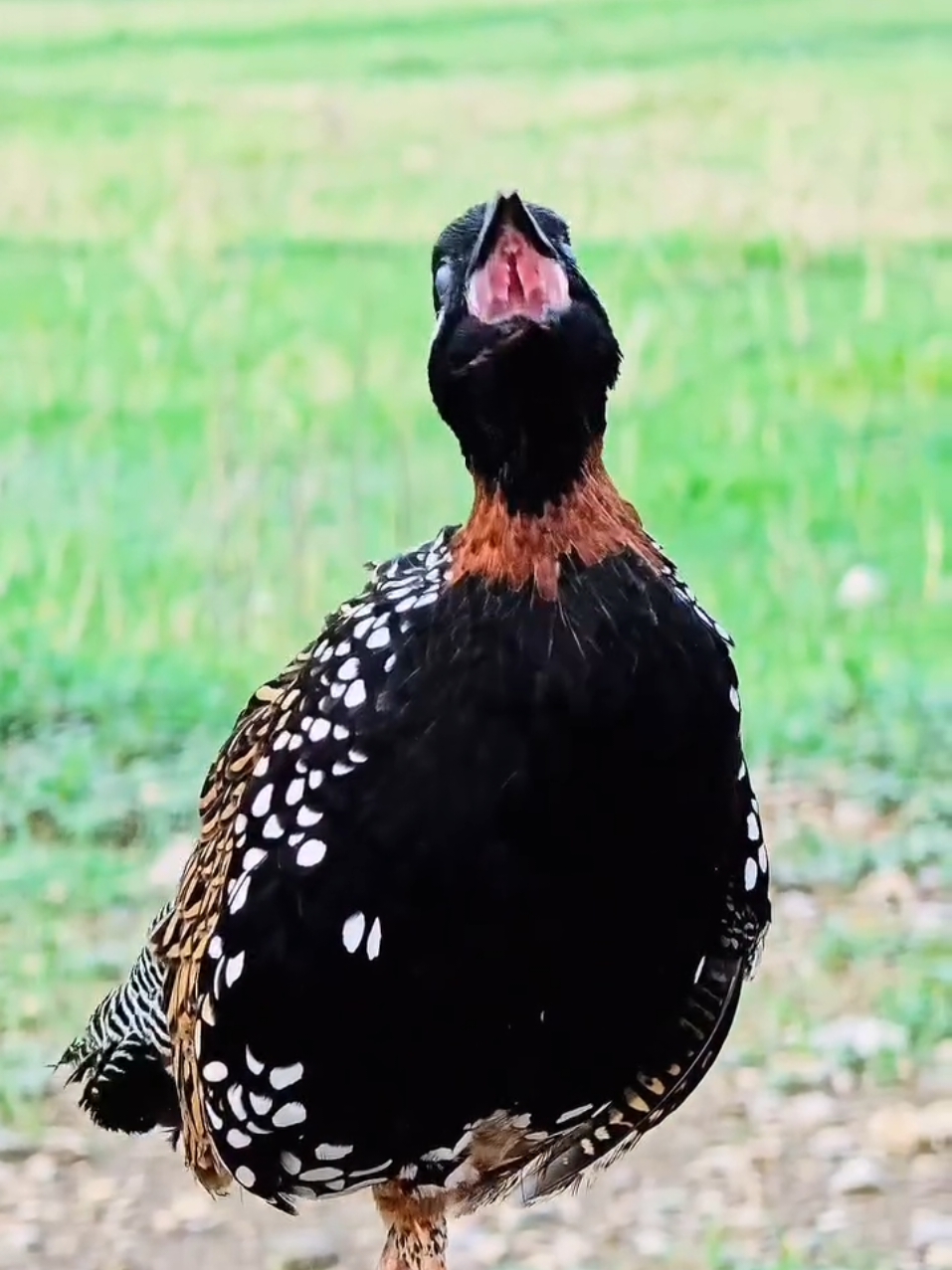 @Birds Lover