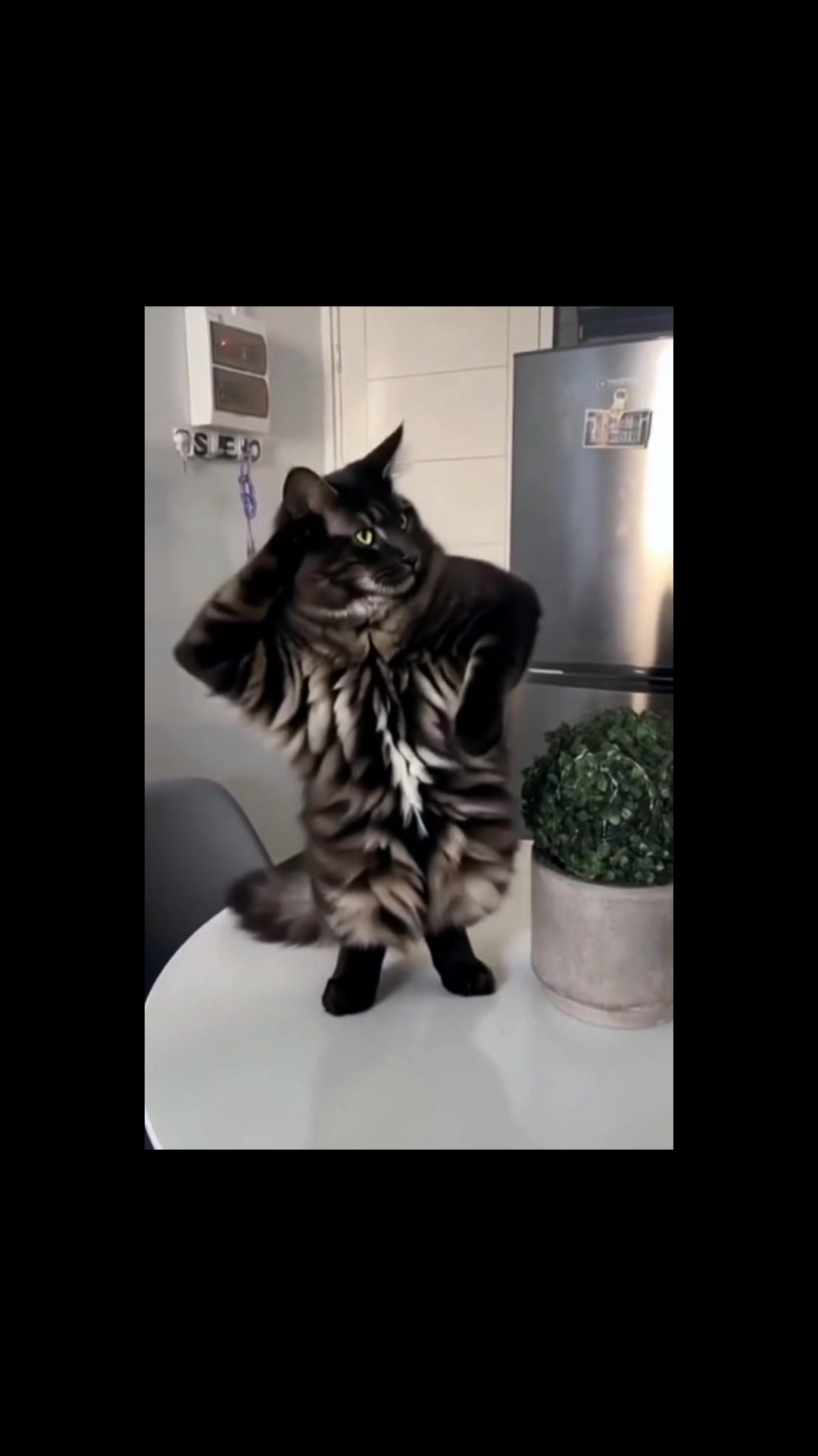 @KIRACAT