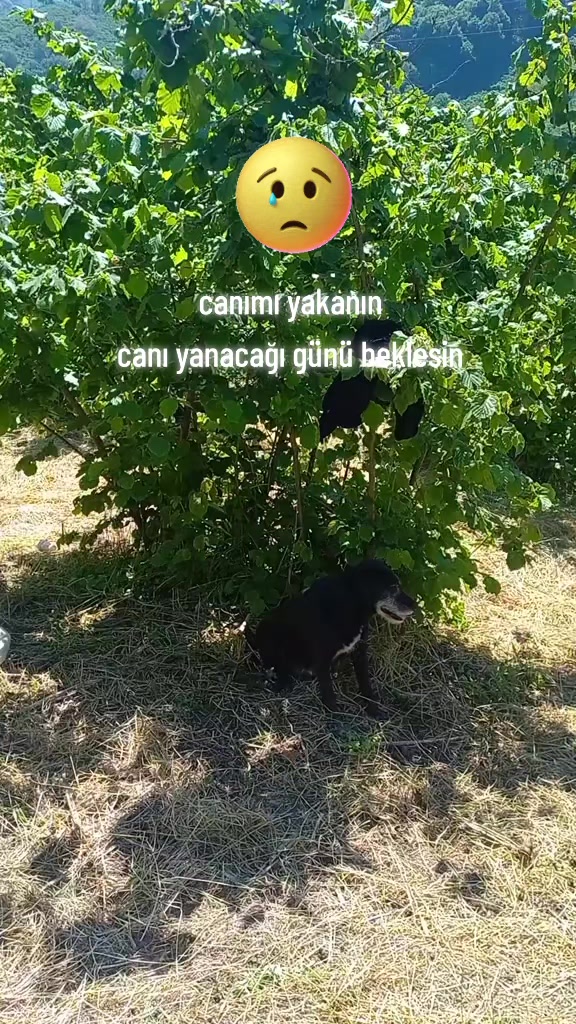 @turgaykuru