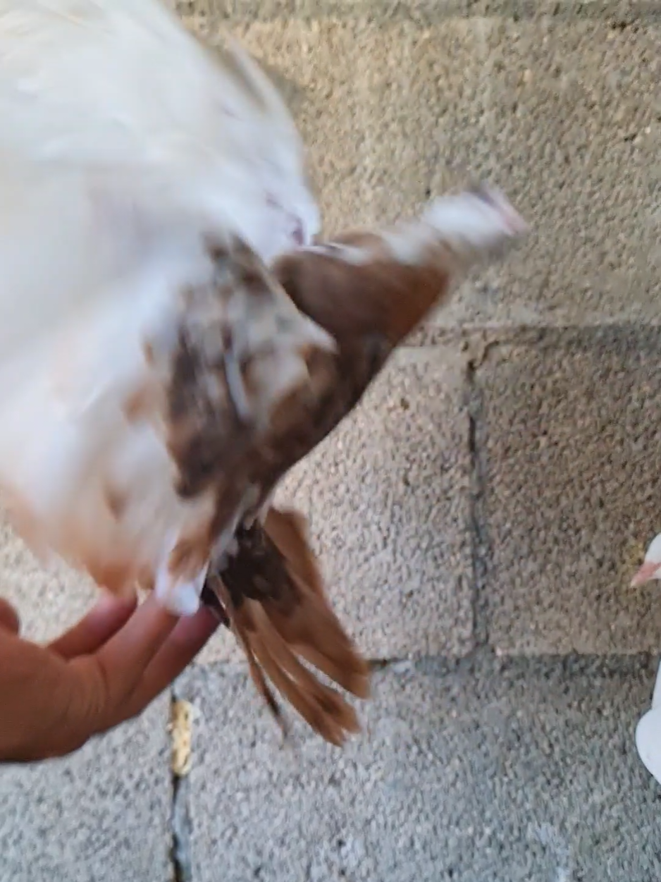 @Pigeons Tv